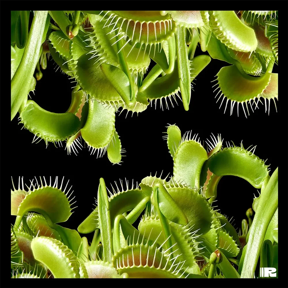 Plantae Carnivora