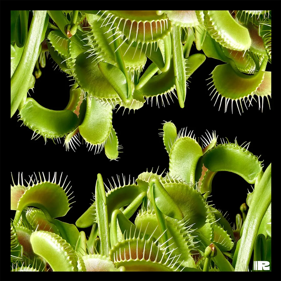Plantae Carnivora